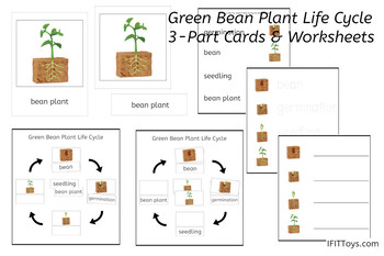 Preview of Green Bean Plant Life Cycle 3-Part Cards & Worksheets  - Montessori Nomenclature