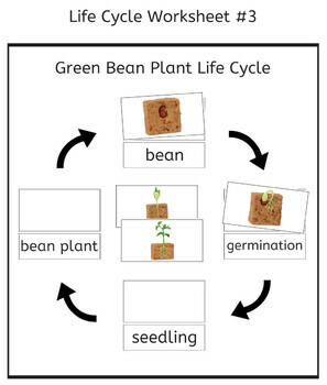 Green Bean Plant Life Cycle 3-Part Cards & Worksheets - Montessori ...