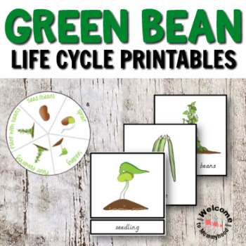 Preview of Montessori Inspired Green Beans Life Cycle Printables