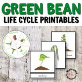 Montessori Inspired Green Beans Life Cycle Printables