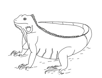 57 Iguana Animal Coloring Pages  Free