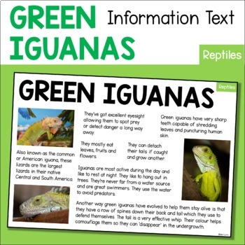 green iguanas teeth