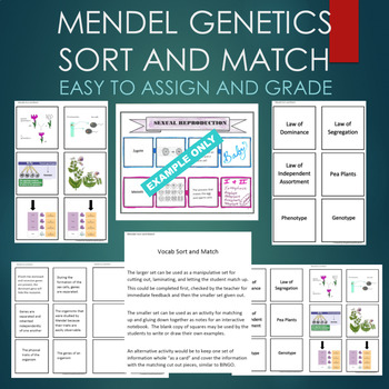 Preview of Gregor Mendel (Genotype, Phenotype, Laws, Pea) Sort & Match STATIONS Activity