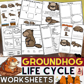 Preview of Groundhog Day Activities | Groundhog Life Cycle Worksheets | Habitat, Hibernate