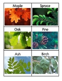 [FREE] Table & Student Group Labels: Tree/Leaf Names (Canadian)