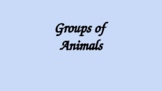 Groups of Animals ppt