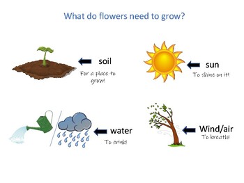 Grow Flower Grow! Book Companion- Feed The flower by Petite Speech Geek