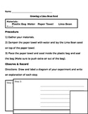 Growing A Lima Bean Seed (Lab Manual)