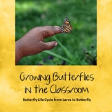 Growing Butterflies in the Classroom
