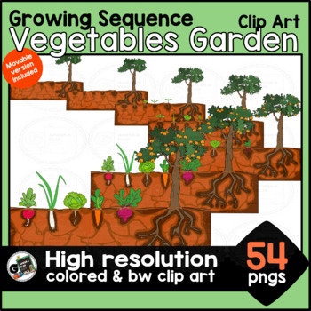 Preview of Growing Sequence Garden Plants Clip Art