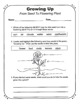 seeds growing into plants worksheet