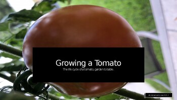 Preview of Growing a Tomato (Plant Life Cycle)