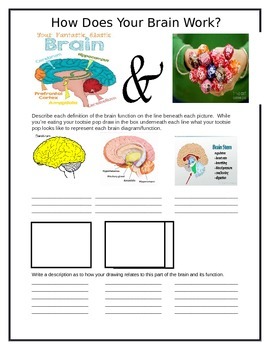 Preview of Growth Mindset!! How Does Your Brain Work?