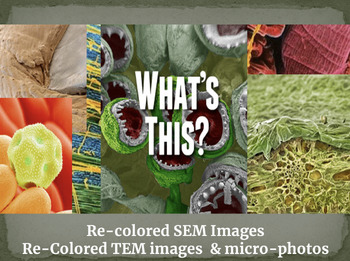 Preview of Guess the Microscopic Image! Google Slides Activity SEM TEM Microscopic Game