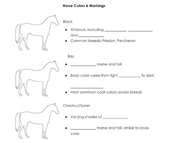 Preview of Guided/Coloring Notes: Horse Colors & Markings (4H, FFA, Equine/Animal Science)