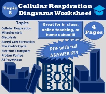 Preview of Guided Diagrams: Teaching the Stages of Cellular Respiration Visually