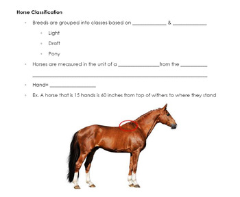 Preview of Guided Notes: Horse Breeds, Types & Classification (4H, FFA, Equine Science)