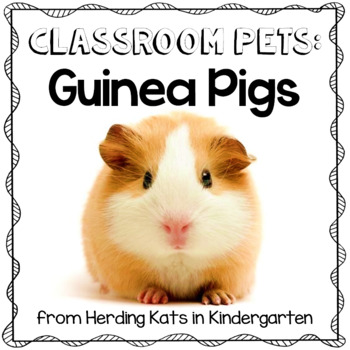 Preview of Guinea Pig Classroom Pet