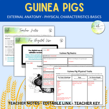 Preview of Guinea Pig External Anatomy & Physical Characteristic Basics