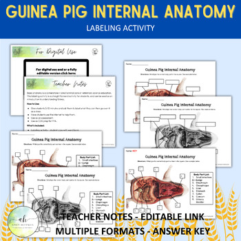Preview of Guinea Pig Internal Anatomy - Labeling Activity