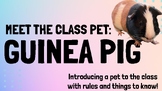 Guinea Pig: Meet the Class Pet - How to Handle & Care for 