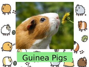 Preview of Guinea Pigs:  Interesting Facts and Pet Care Suggestions