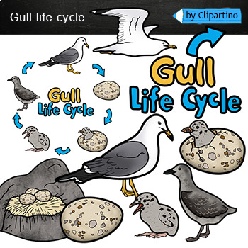 Blue Jay Life Cycle Clipart by I 365 Art - Clipart 4 School