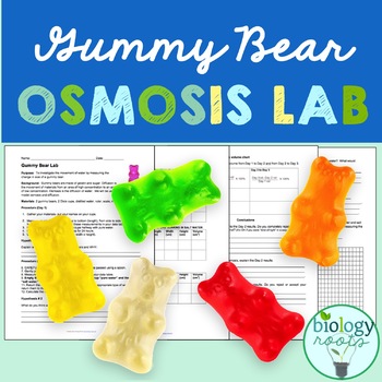 cell transport gummy bear osmosis lab by biology roots tpt