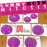 Gummy Worm Mitosis Activity