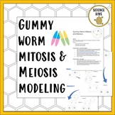 Gummy Worm Mitosis and Meiosis Modeling