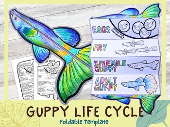 Preview of Guppy Fish Life Cycle Learning Activity For Kids | A4 Science Worksheets