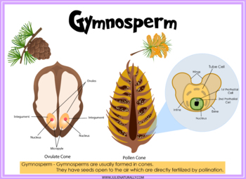 gymnosperm seed diagram
