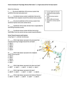 Hap Unit 7 1 Review Worksheet Neuron Structure And Function Virtual Friendly
