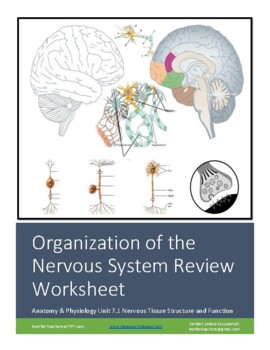 Preview of HAP Unit 7.1 Review Worksheet: Neuron Structure and Function (Virtual Friendly)