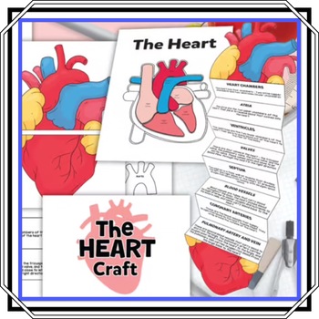 Preview of HEART & ANATOMY -  Interactive Anatomy Foldout Craft for Aspiring Medics!