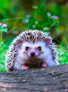 Preview of HEDGEHOGS & PORCUPINES (Realistic images): x 20 Coloring pages