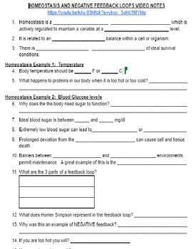 Preview of HOMEOSTASIS & NEGATIVE FEEDBACK VIDEO NOTES