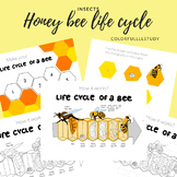 HONEY BEE LIFECYCLE by colorfullllstudy