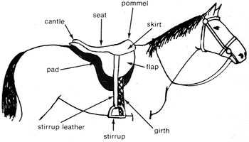 Preview of HORSE SADDLE: Reading Diagram + Sentences w/ 8 Multiple Choice Comprehension Qs