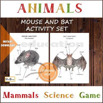 Preview of HOUSE MOUSE & BAT diagram and cards,  Anatomy,  Posters,  Distance learning