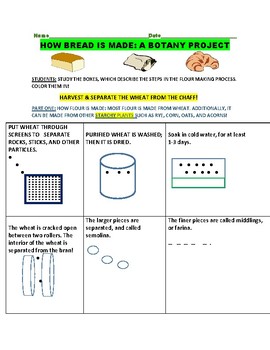 Preview of HOW BREAD IS MADE: A BOTANY PROJECT: GRADES 4-8