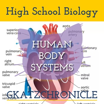 Preview of HOW THE HEART WORKS - ACTIVITY - HUMAN BODY SYSTEMS