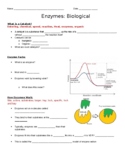 HS-LS1-6: Chemical reactions and Enzymes Guiding notes worksheet