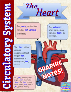 Preview of HUMAN BODY: Circulatory System GRAPHIC NOTES! Great for visual learners!