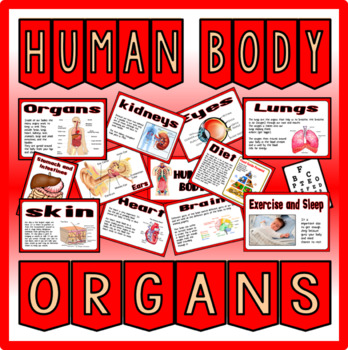 Preview of HUMAN BODY ORGANS-SCIENCE BIOLOGY DISPLAY BRAIN LUNGS HEART ETC