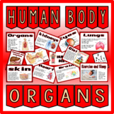 HUMAN BODY ORGANS-SCIENCE BIOLOGY DISPLAY BRAIN LUNGS HEART ETC