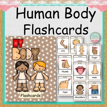 Preview of HUMAN BODY PARTS Flashcards