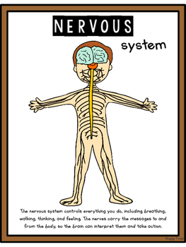 HUMAN BODY SYSTEMS POSTERS digestive nervous skeleton by HoppyTimes