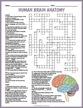 HUMAN BRAIN ANATOMY Crossword Puzzle Worksheet Activity by Puzzles to Print