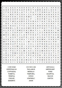 HUMAN BRAIN ANATOMY Word Search Puzzle No Prep Activity Worksheets Morning Work